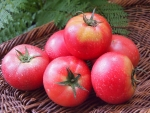 TOMATO1.png